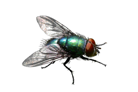 鼠害與蟲(chóng)害治理，清波滅鼠控蟲(chóng)公司，學(xué)校幼兒園殺蟲(chóng)滅鼠方案，防鼠滅鼠抓老鼠，防蚊滅蠅捕蚊蠅，防治蟑螂滅蟑螂殺蟑螂