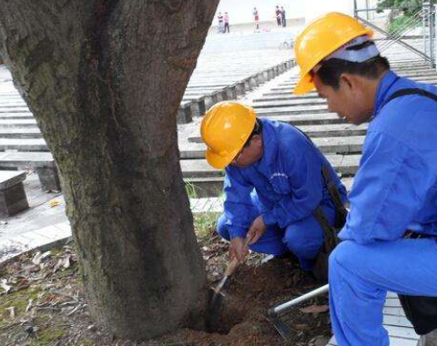 白蟻防治 白蟻防治