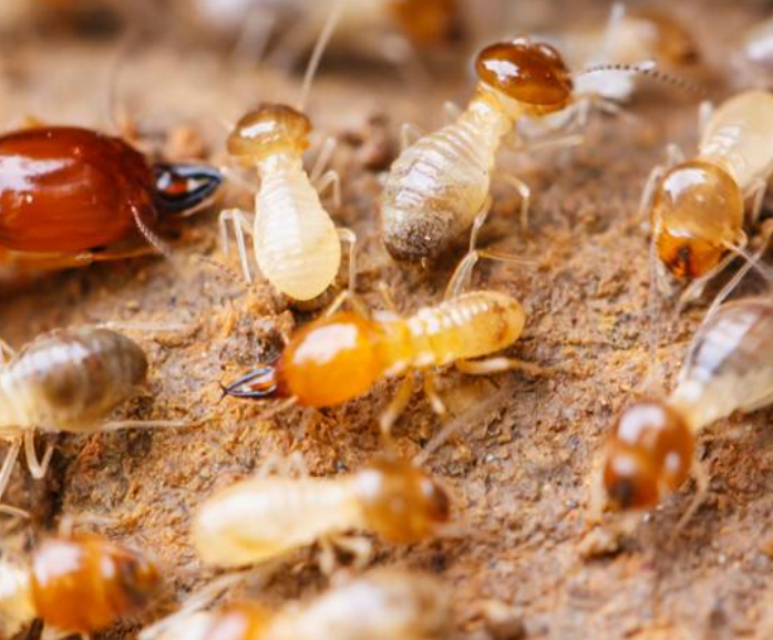 珠海白蟻防治 珠海白蟻防治