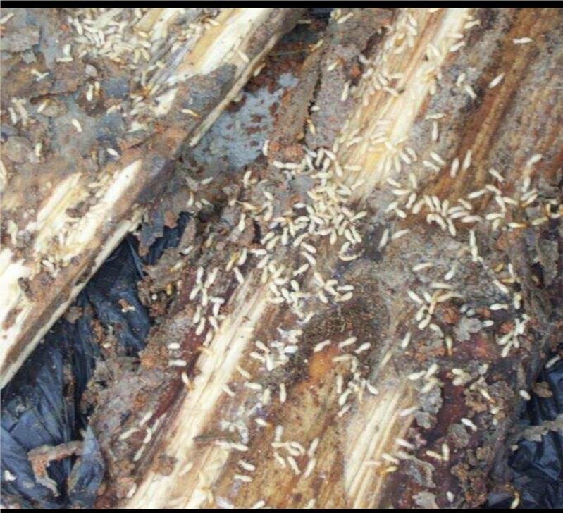 1620524993137082.jpg 白蟻4.jpg