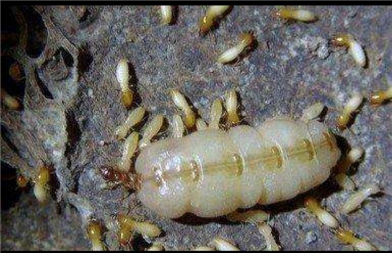 1621858789106077.jpg 白蟻3.jpg